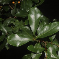 Aglaia elaeagnoidea (A.Juss.) Benth.